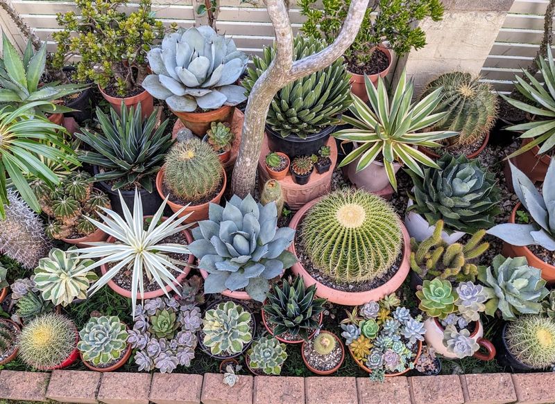 Add Low-Maintenance Plants That Cool The Area Naturally