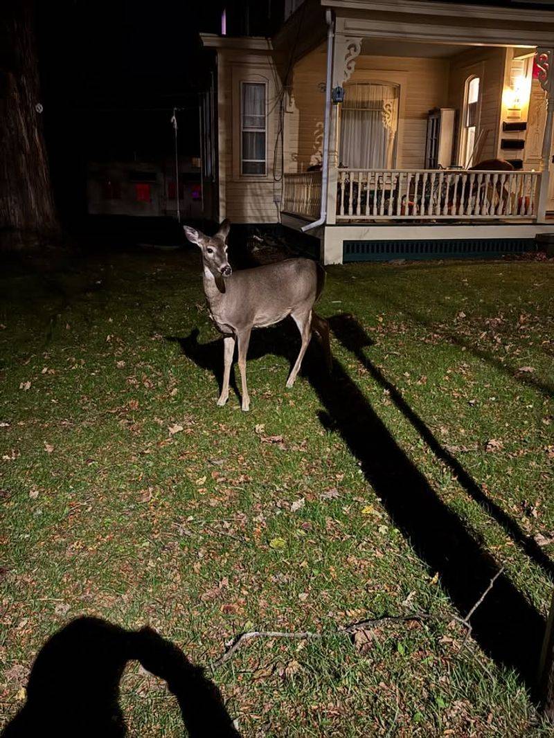 Employ Motion-Activated Deterrents