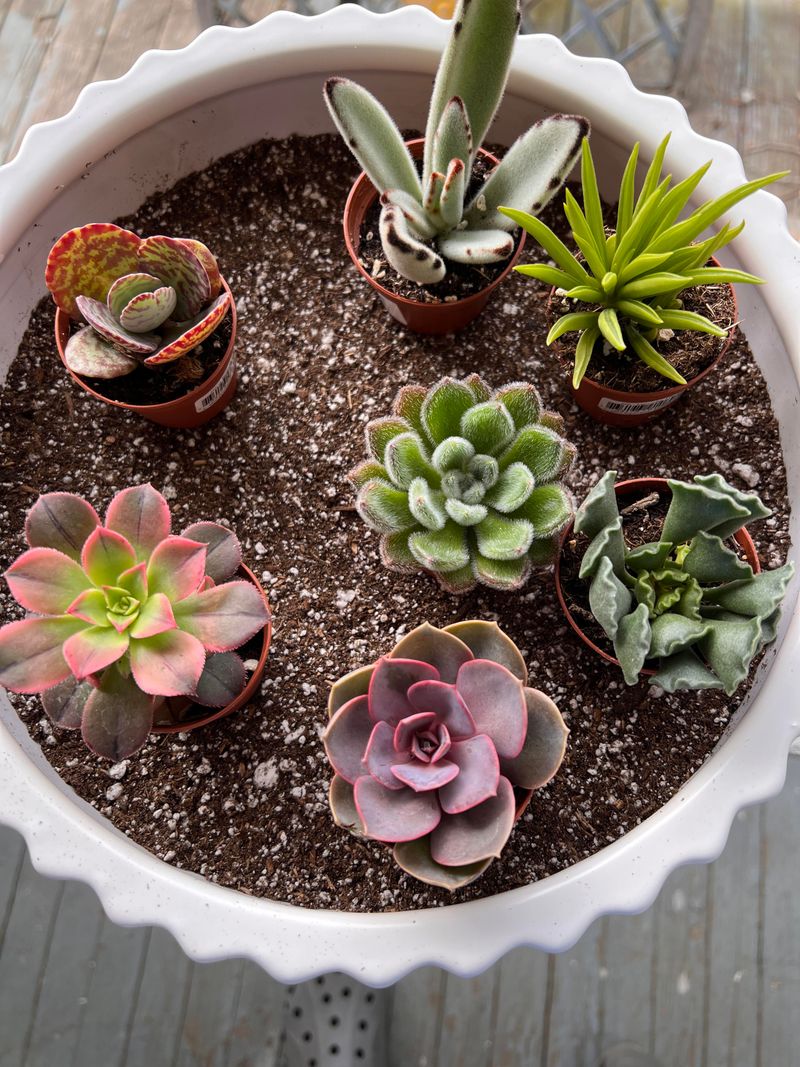Let Soil Dry Out Completely Between Watering