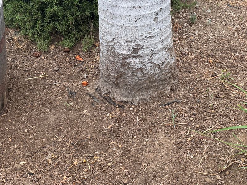 Secure The Base With Firm, Well-Packed Soil