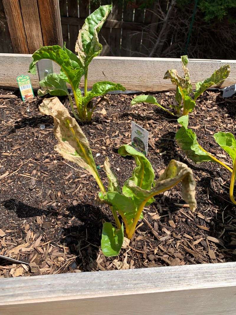 Avoid Overwatering During Cool Weather