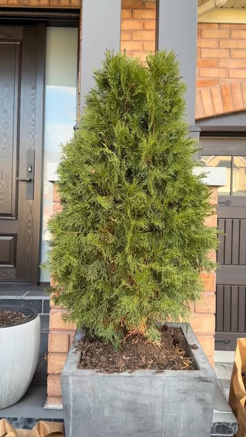 Apply Anti-Transpirant Sprays On Sensitive Foliage