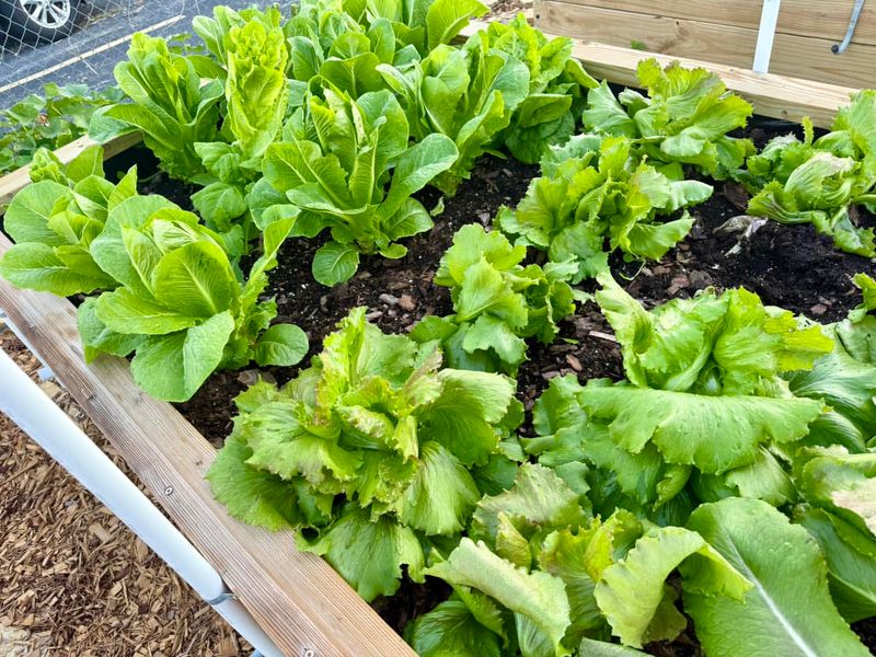 Plant In Raised Beds With Dark Soil To Capture More Daytime Heat