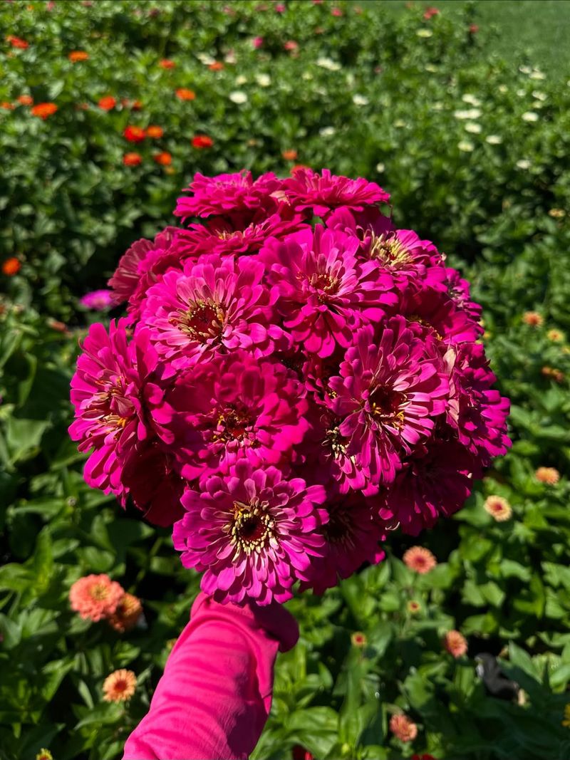 Plant Perennials Instead Of Annuals