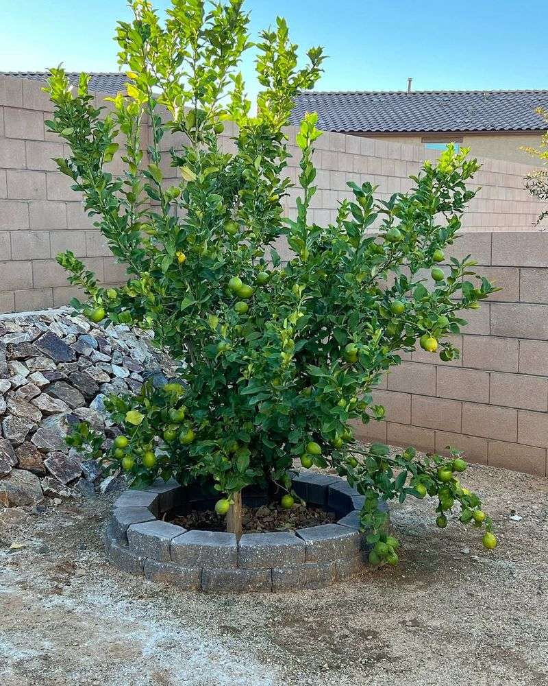 Avoid Heavy Late-Winter Pruning On Shrubs And Small Trees