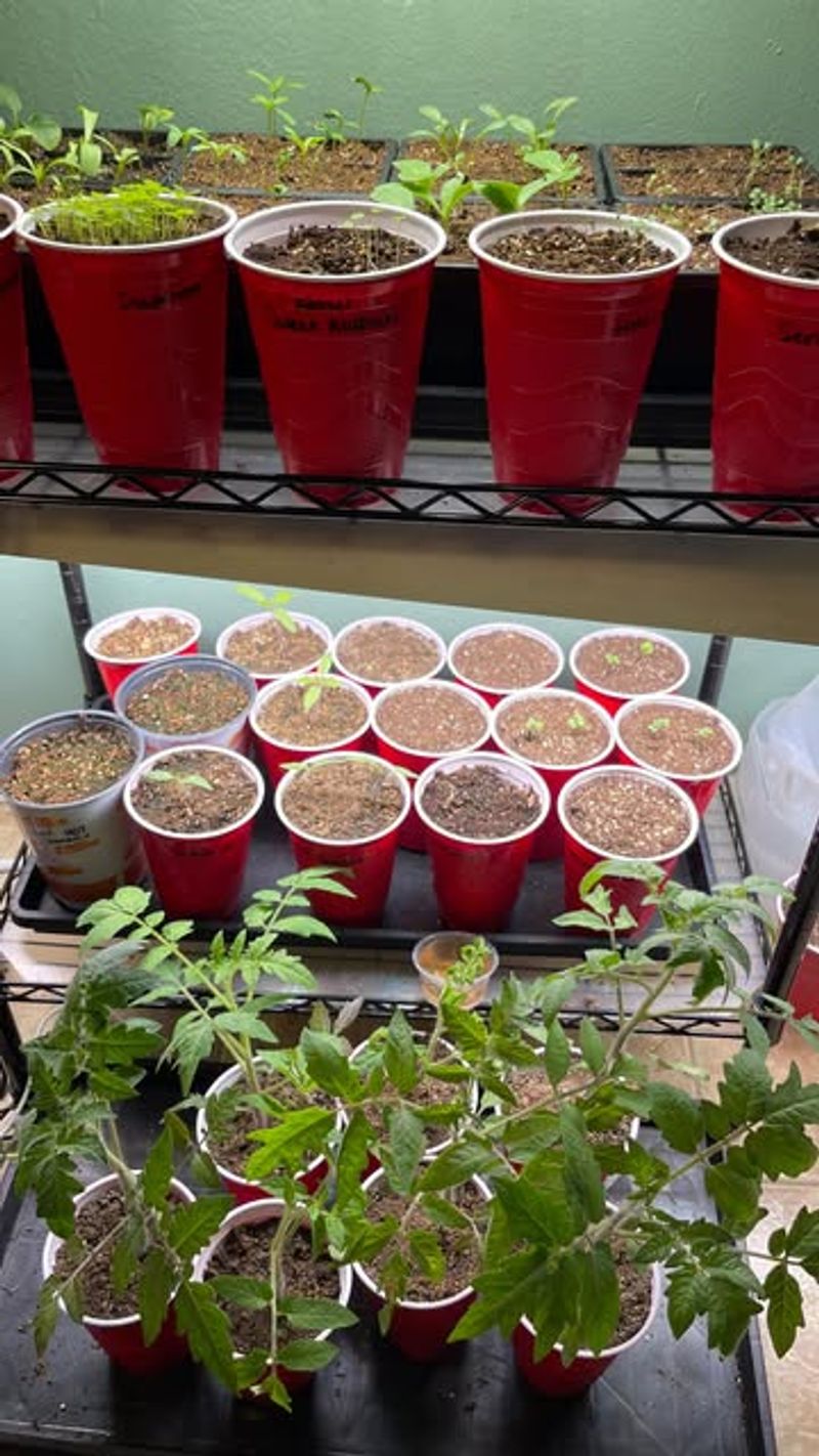 Keep Seedlings Warm&mdash;But Not Too Warm