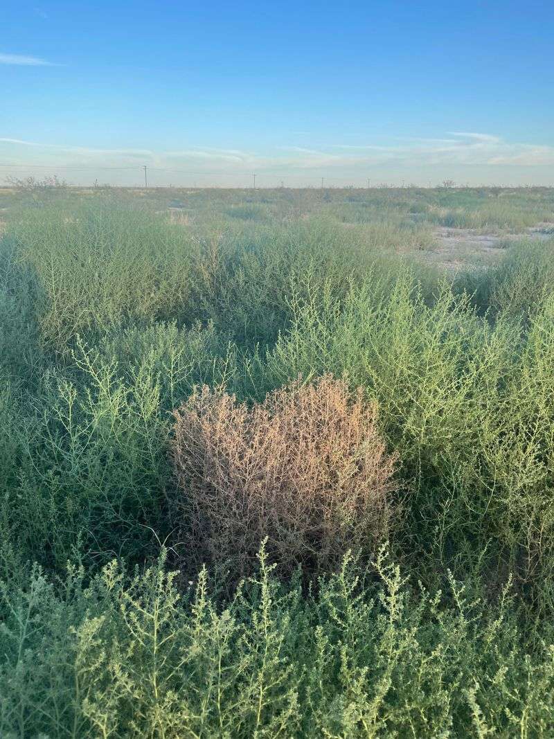 Eliminate Seed Sources From Nearby Areas