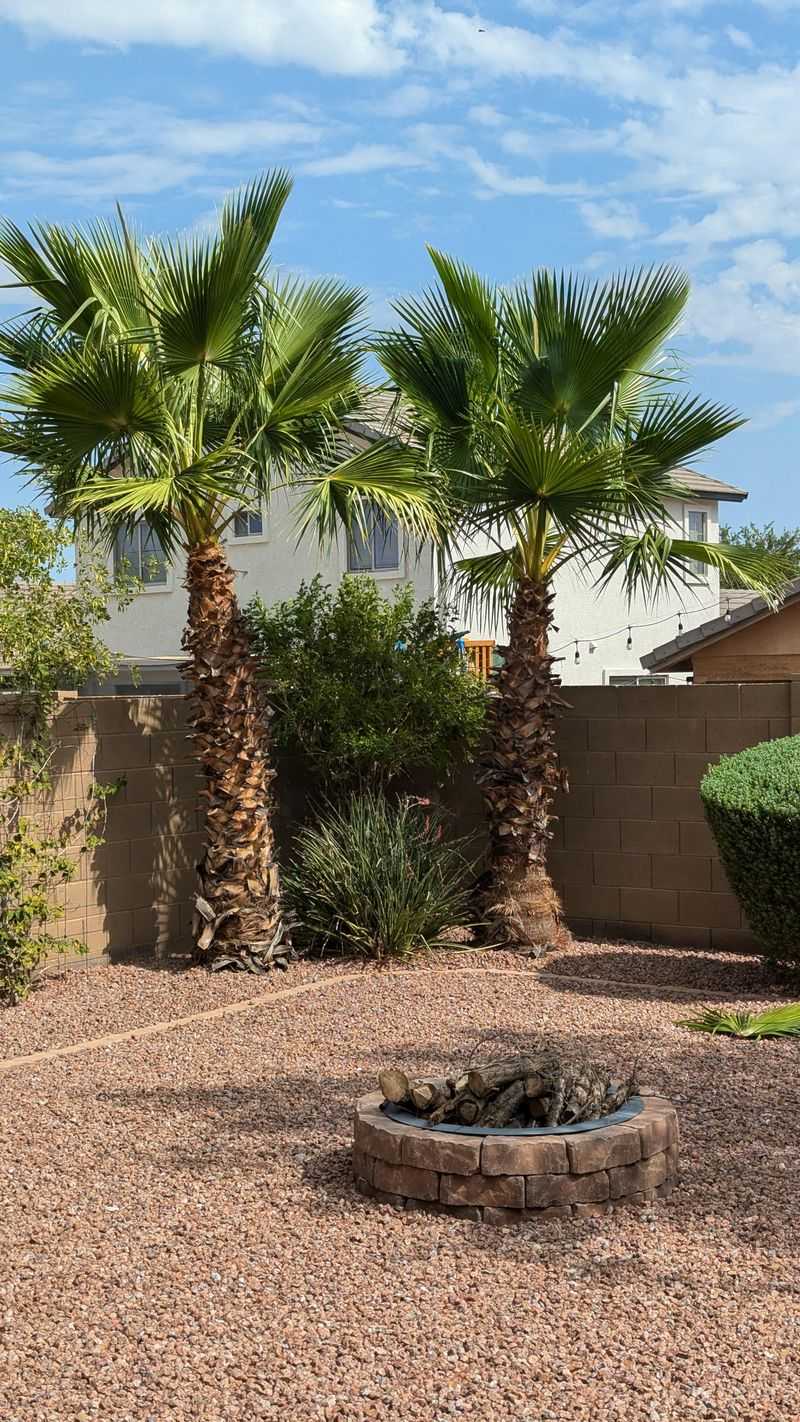 Avoid Digging Too Close To The Root Ball