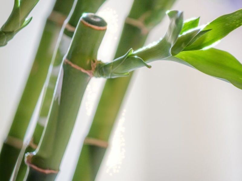 Prune And Shape For Healthy Growth