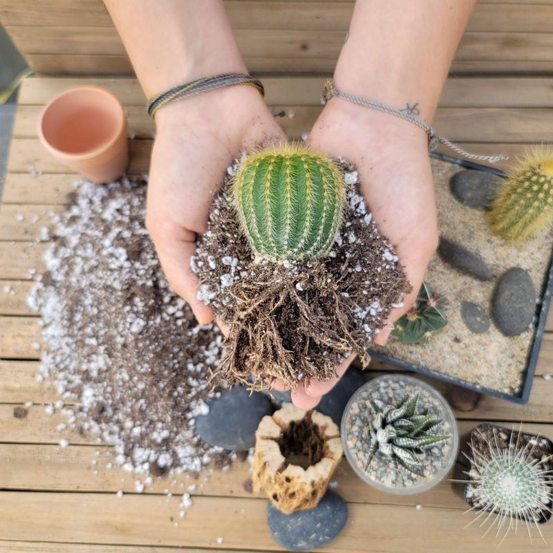 Choose Well-Draining Soil Specially Made For Succulents