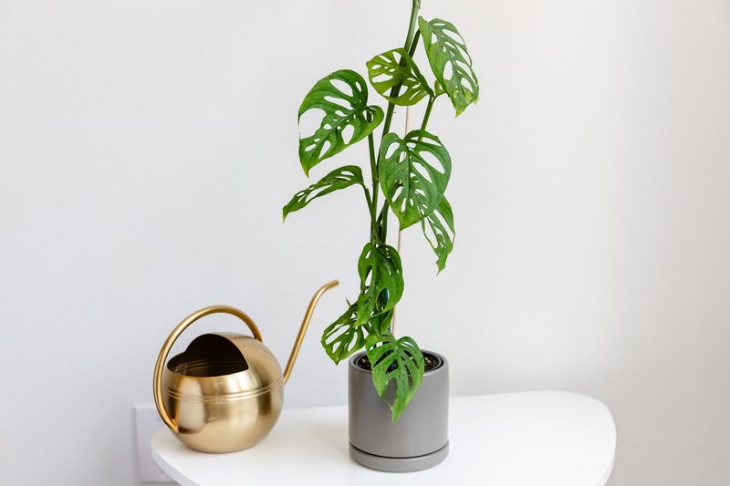 Water Carefully, Let Soil Dry Slightly Between Waterings