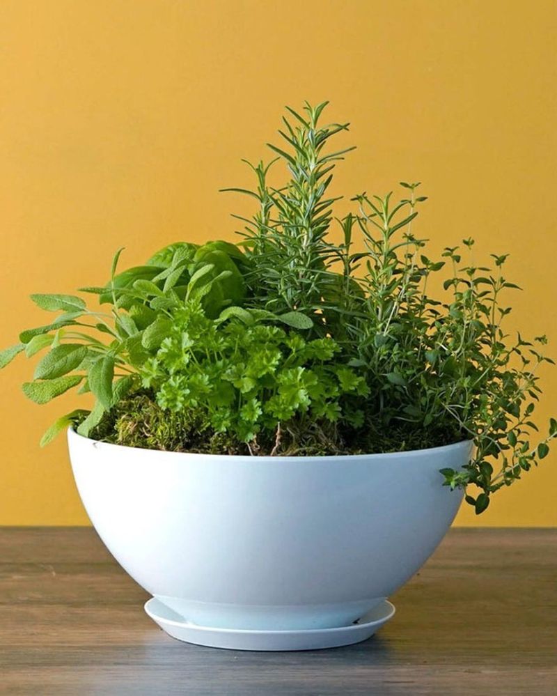 Fertilize Regularly but Lightly