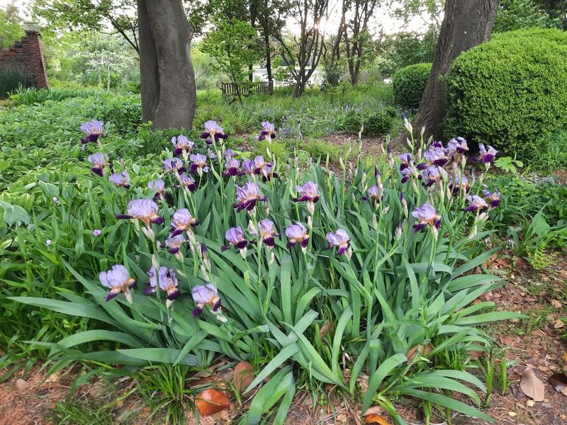 Space Rhizomes Properly