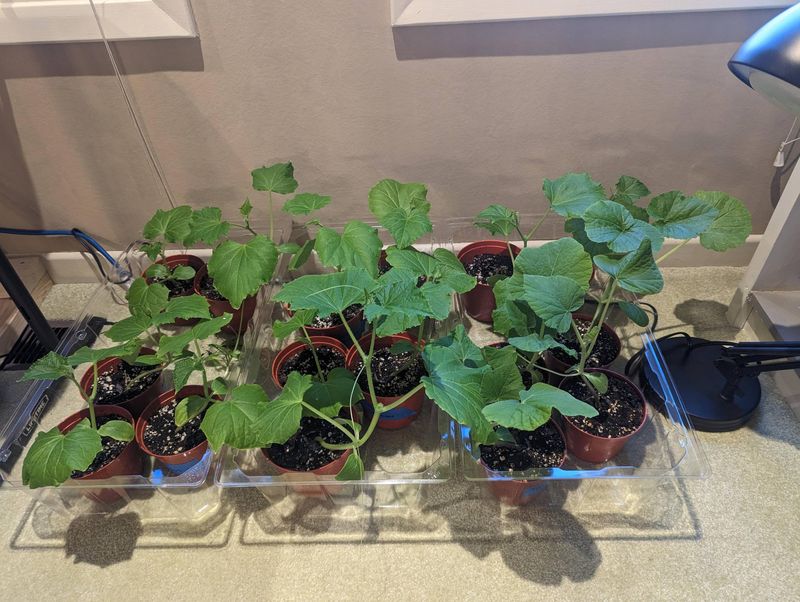 Water Consistently to Keep Soil Moist