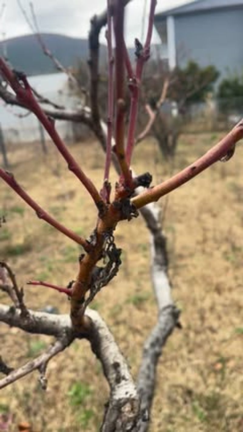 Prune Annually For Open-Center Shape