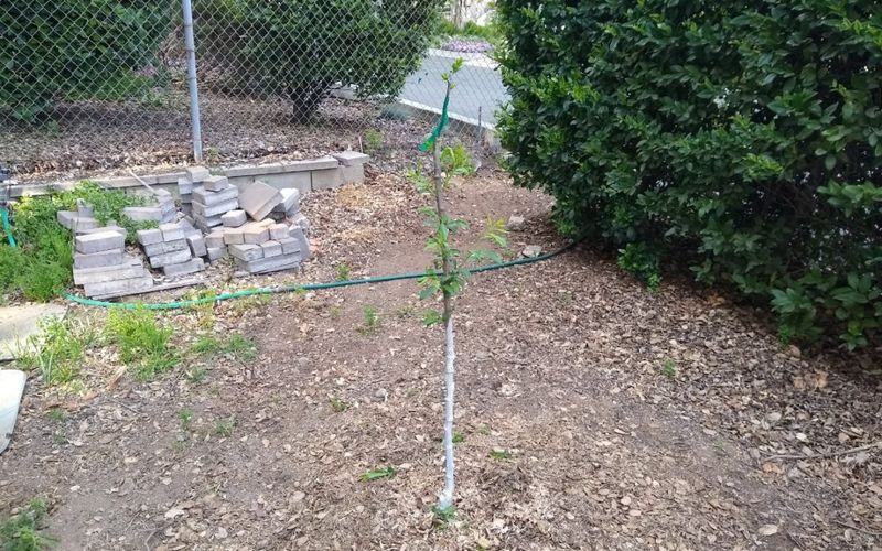 When And How California Gardeners Should Paint Fruit Trees