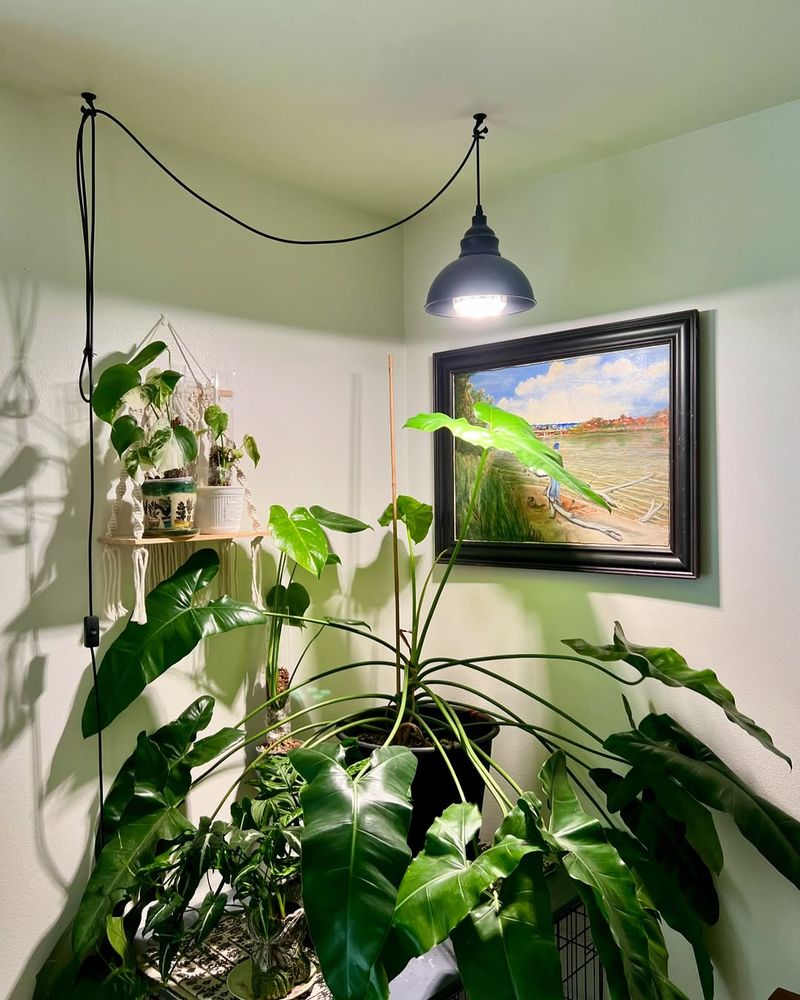 Propagating Houseplants Under Grow Lights