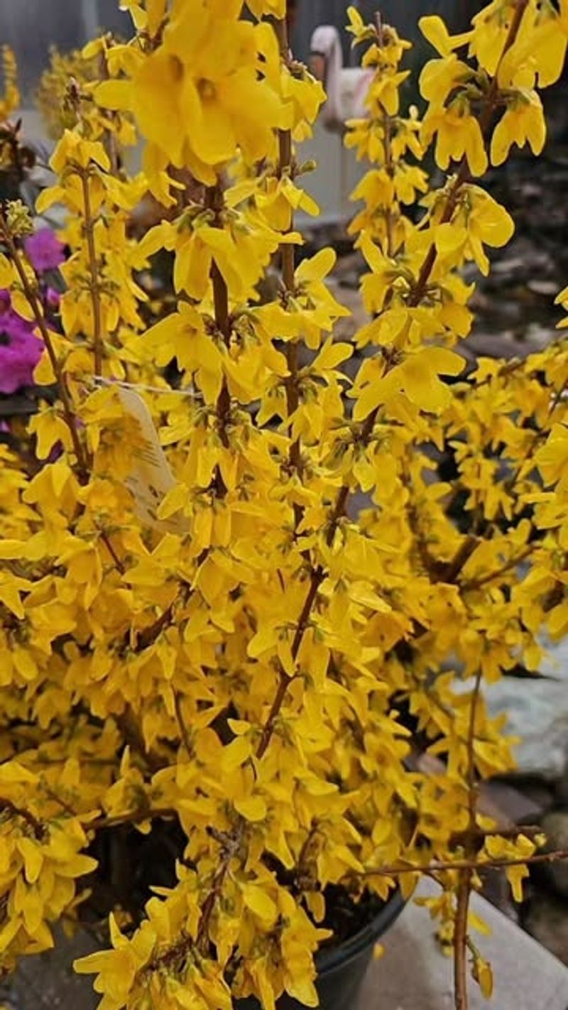 Shaping Shrubs Without Forcing New Growth