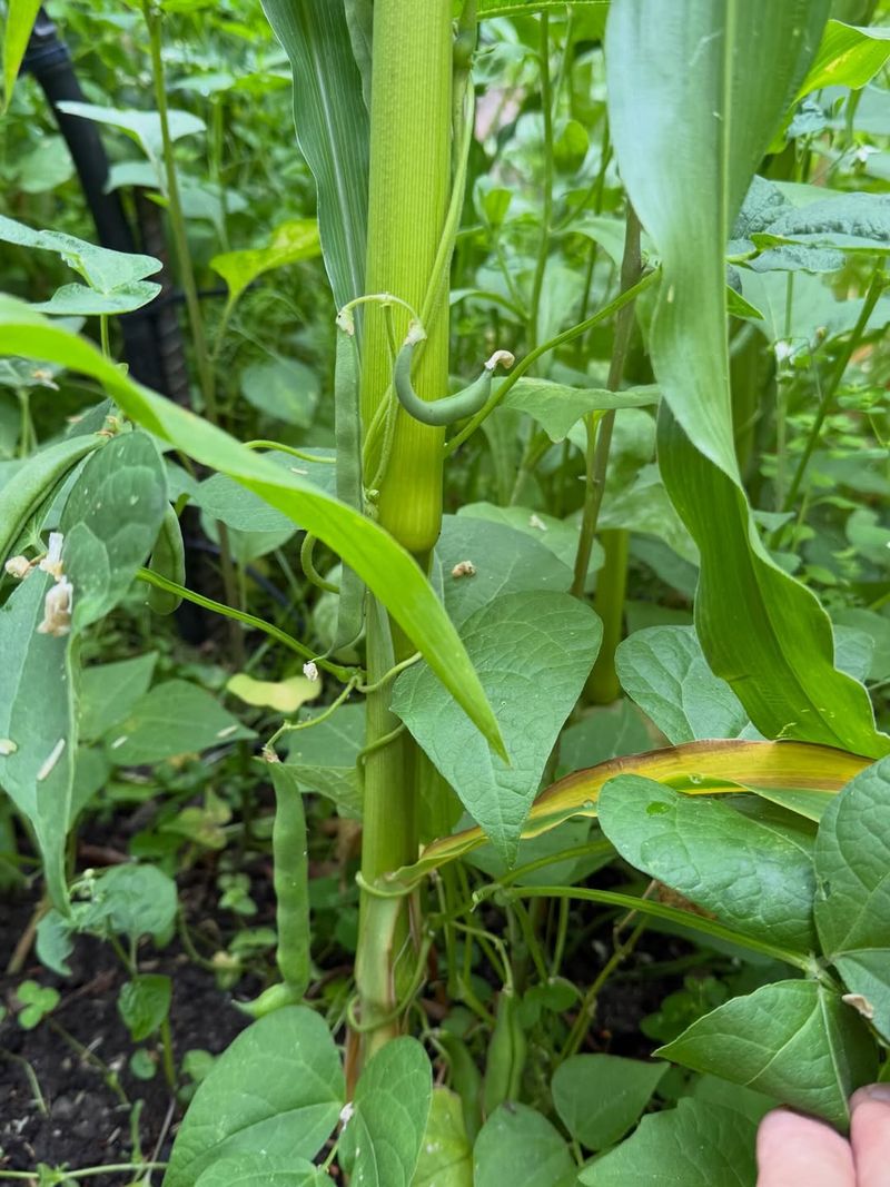Cornstalk Trellises For Pole Beans