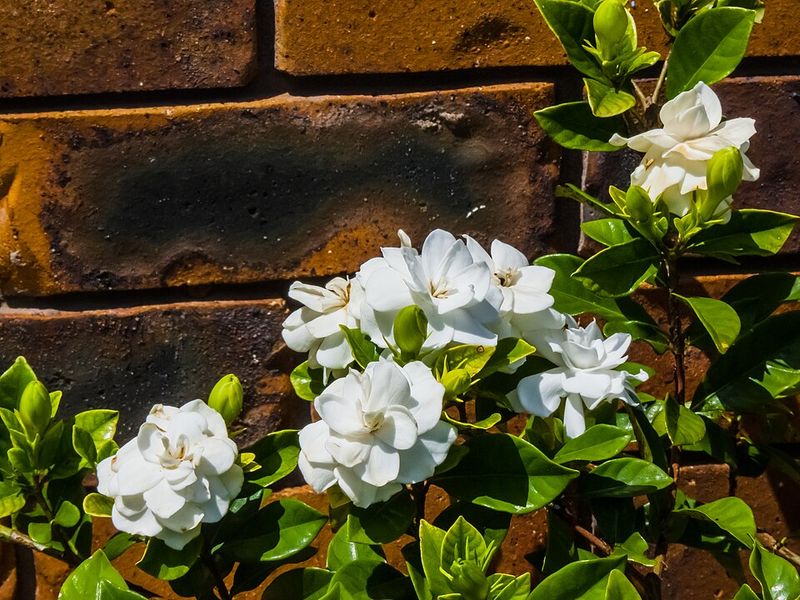 Pruning Without Checking Plant Type