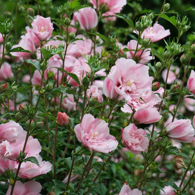 Pruning All Shrubs At The Same Time Of Year