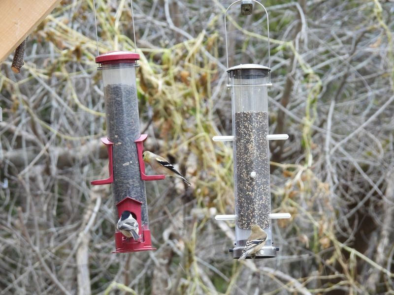 Creating Wildlife Feeding Stations Near Homes