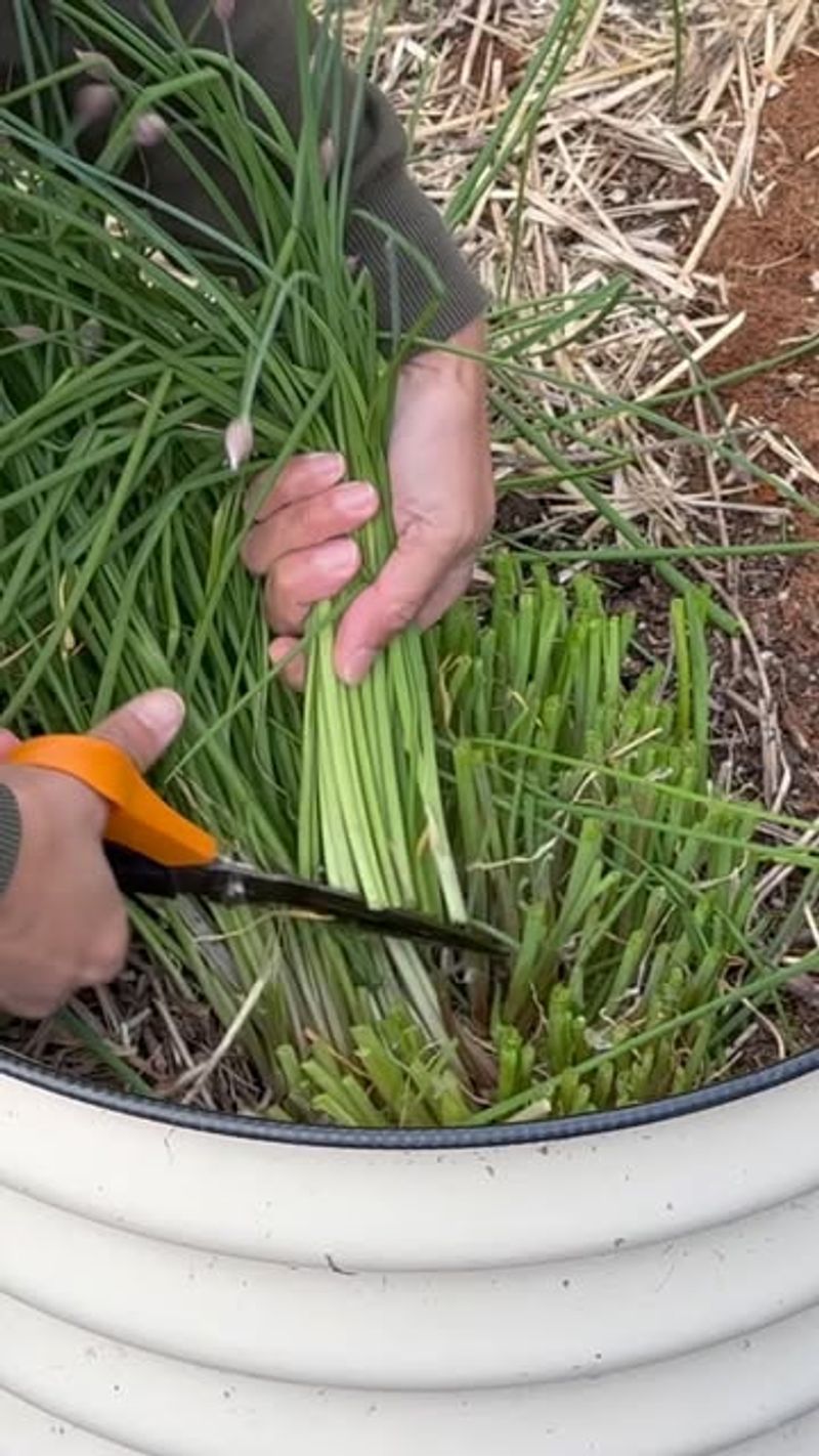 Cutting Back Regularly To Encourage Fresh Growth