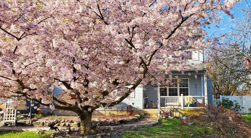 Planting Ornamental Cherries and Other Non-Fruiting Trees