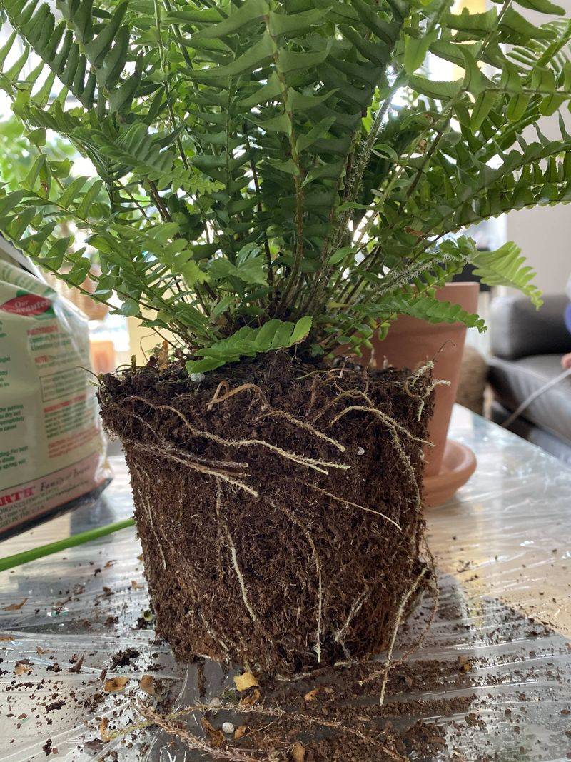 Leaving Plants In Old, Compacted Soil