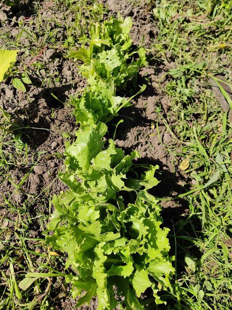 Starting Seeds Directly Instead Of Transplants