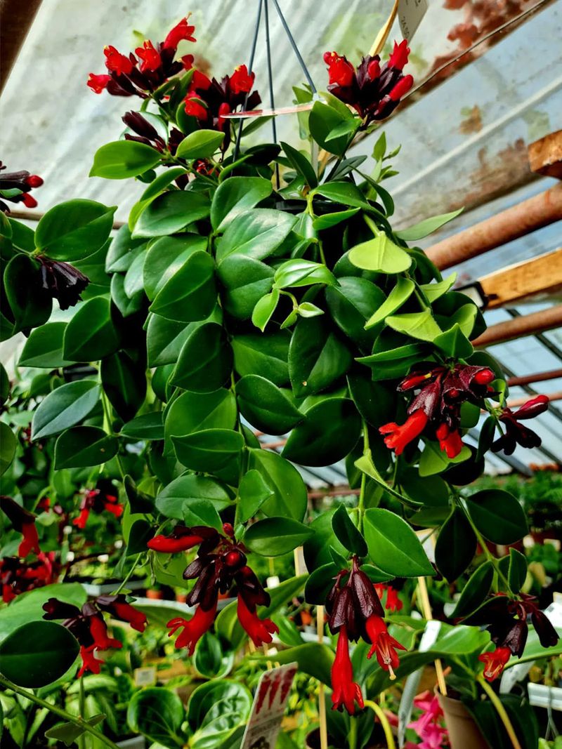 Maintaining Humidity For Root Development