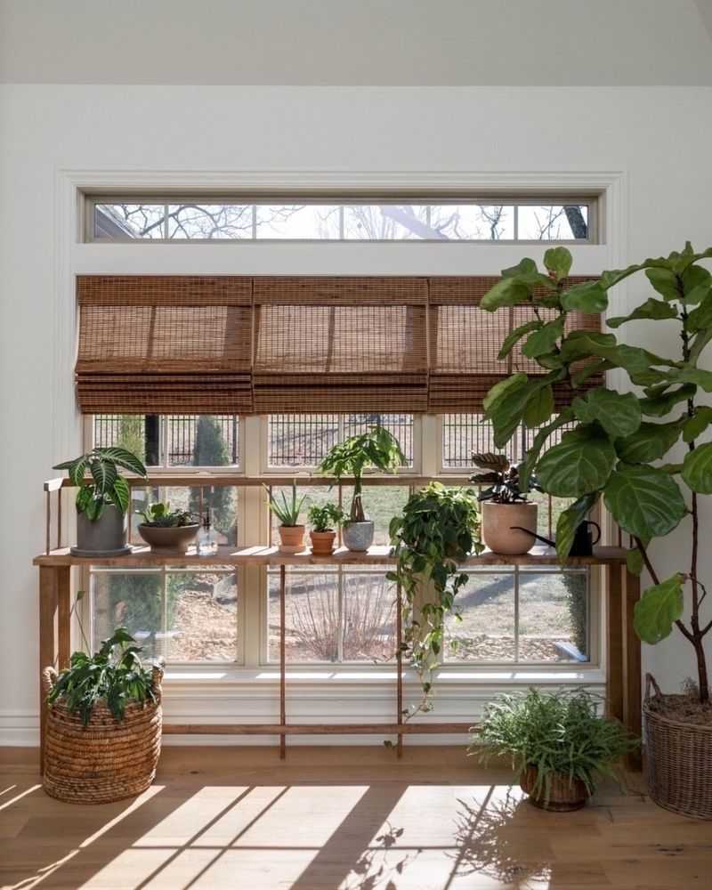 Pulling Plants Back From South Windows