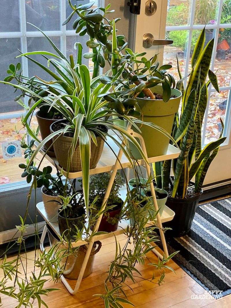 Adjusting Plant Distance From Windows