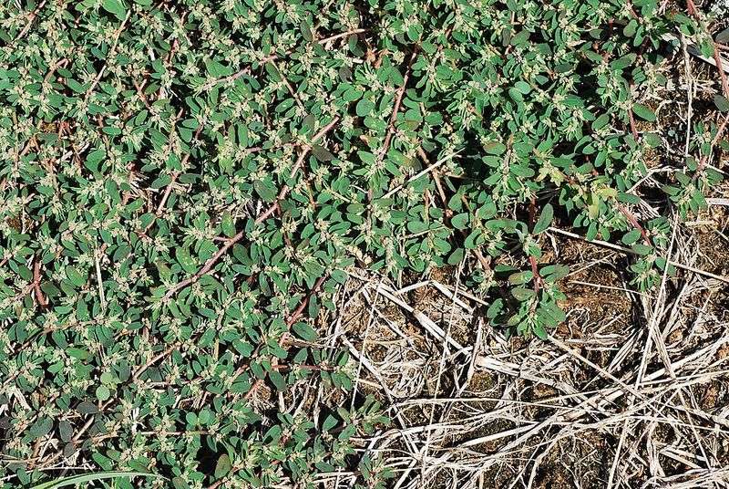 Arizona Heat Is Not A Solution For Spurge