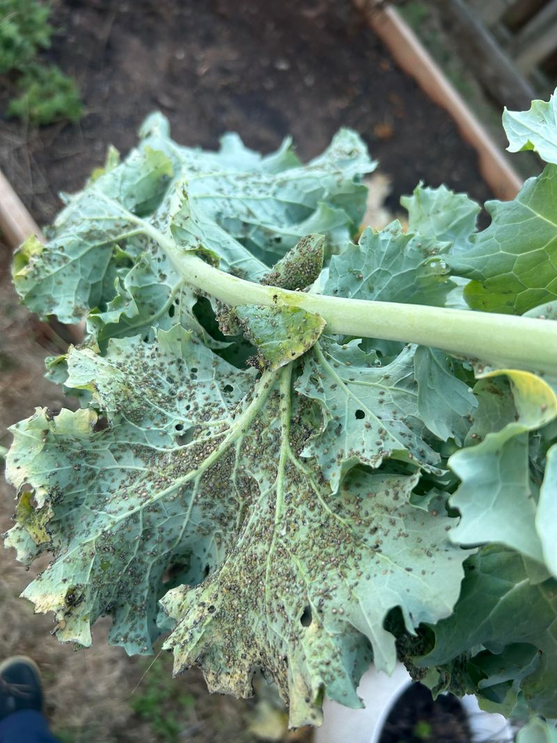 Pest Outbreaks Like Aphids, Cutworms, And Caterpillars