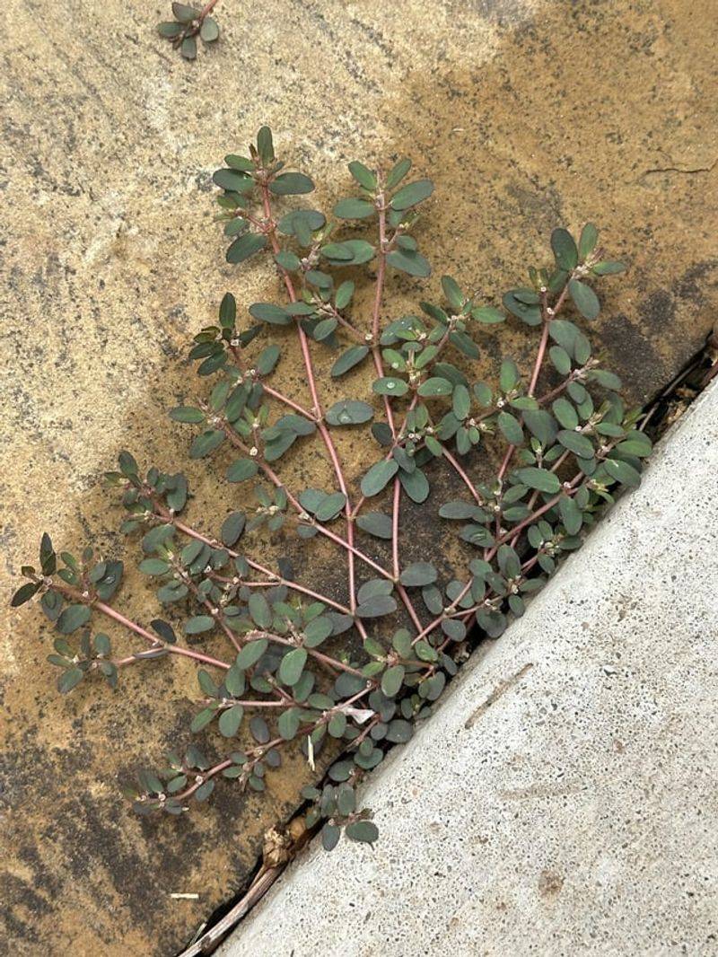 Treating Spurge Only Once And Expecting Permanent Results