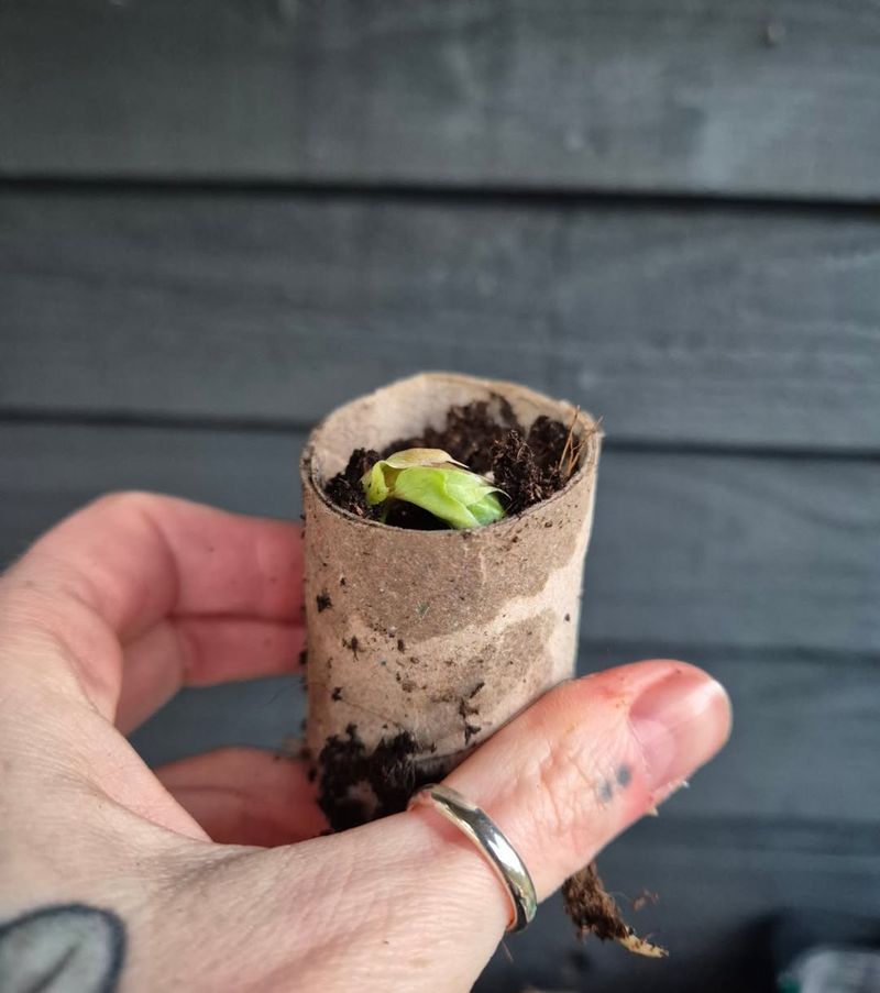 Transplanting Seedlings Without Root Disturbance