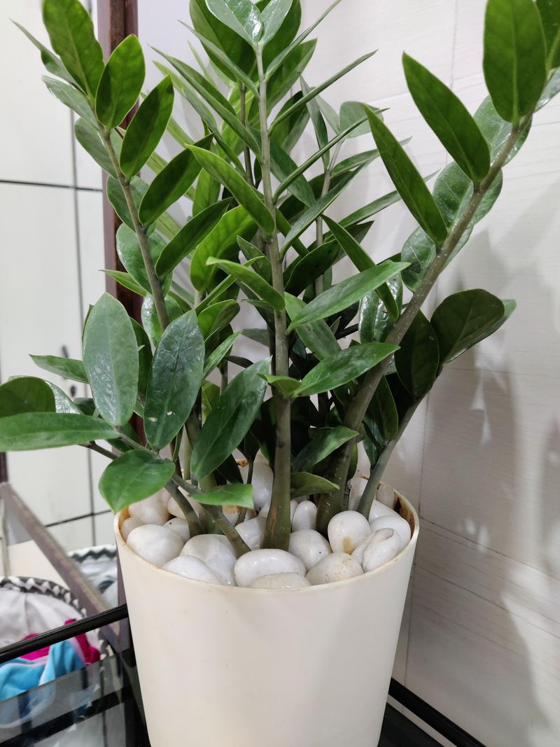 Managing Indoor Humidity In Nevada Homes