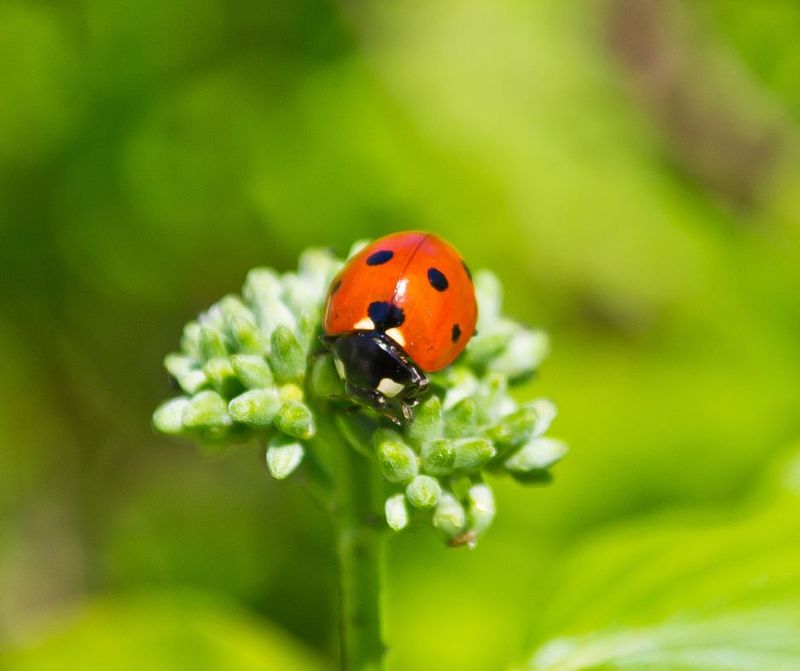 Natural Predators Help Control Their Populations