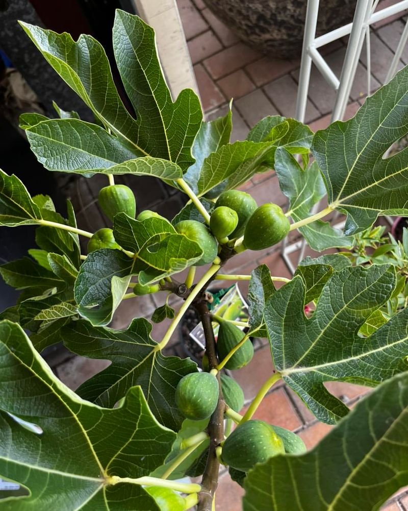 Fig Trees That Produce In Just One Season