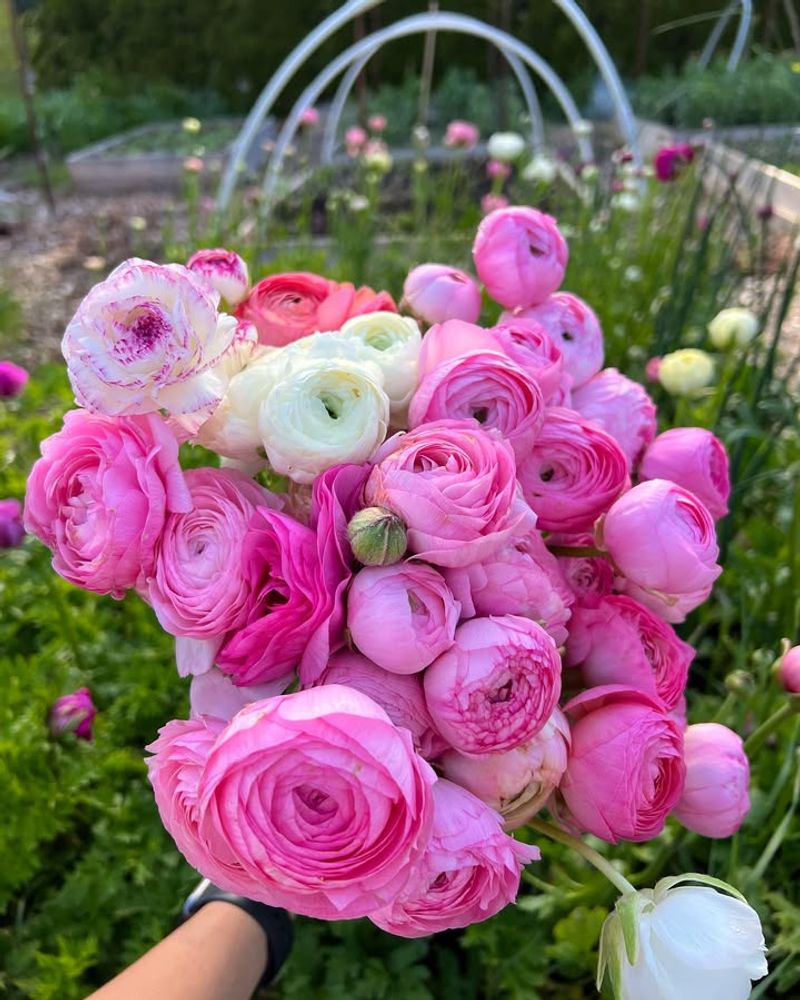 Ranunculus