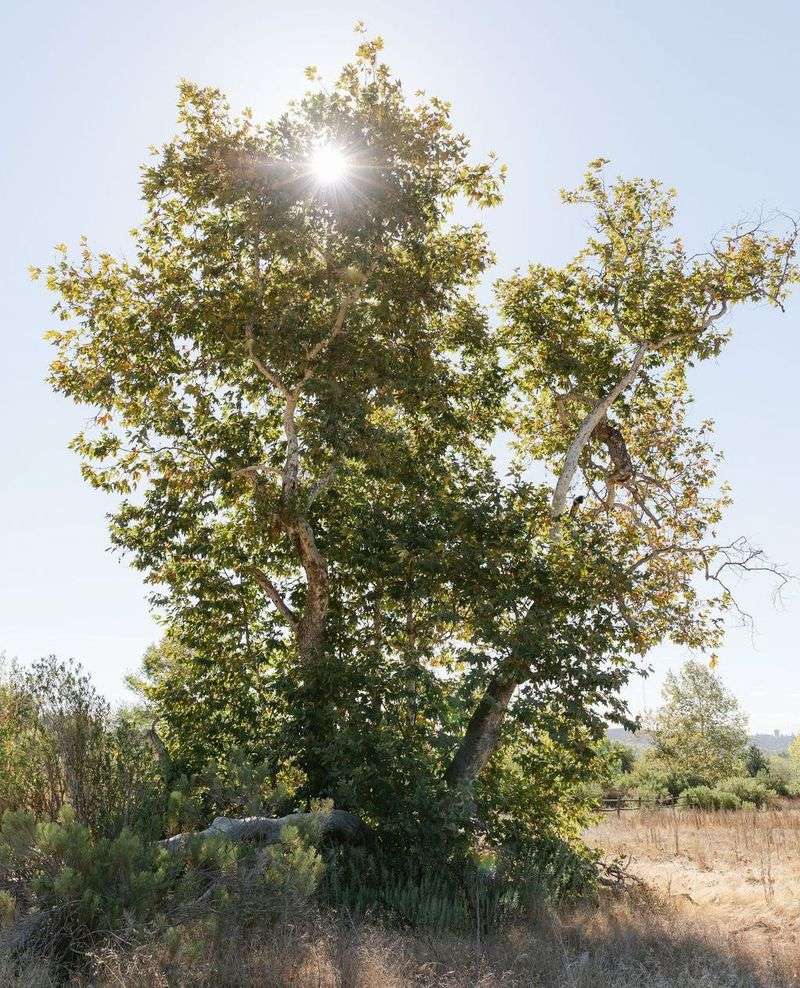 California Sycamore
