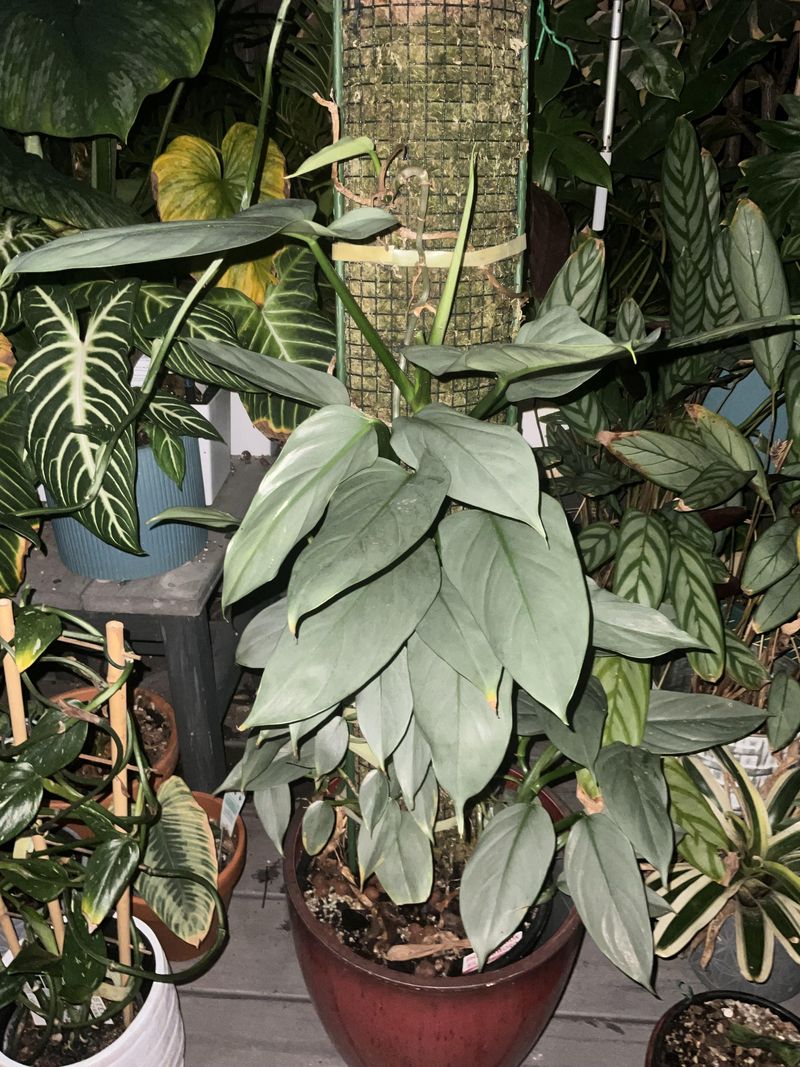 Silver Sword Philodendron