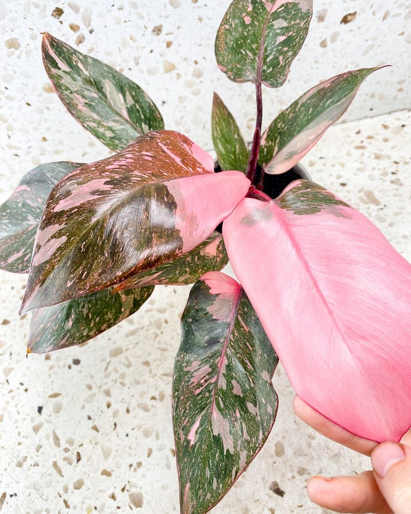 Pink Princess Philodendron
