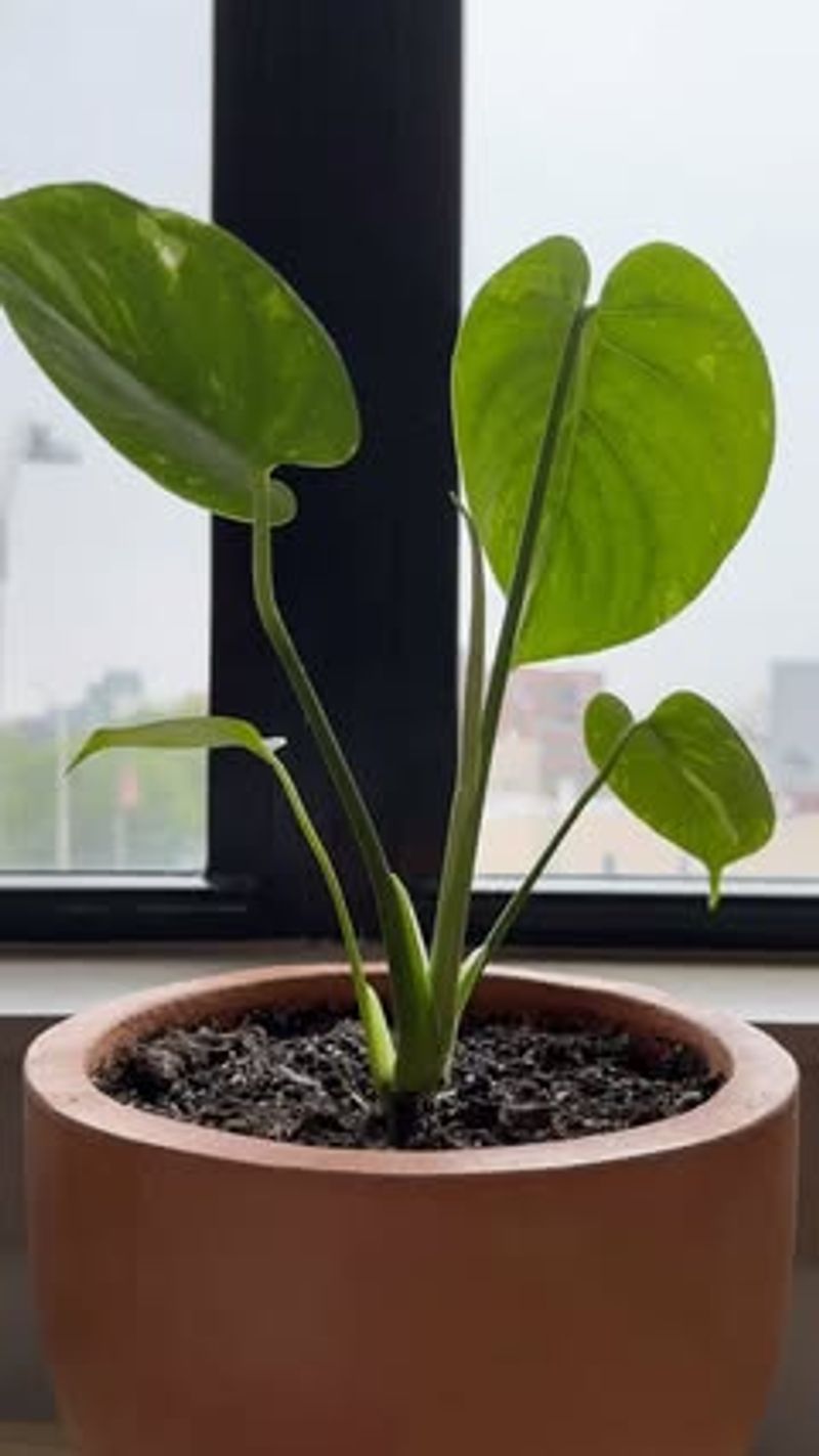 Poor Recovery After Pruning Or Repotting