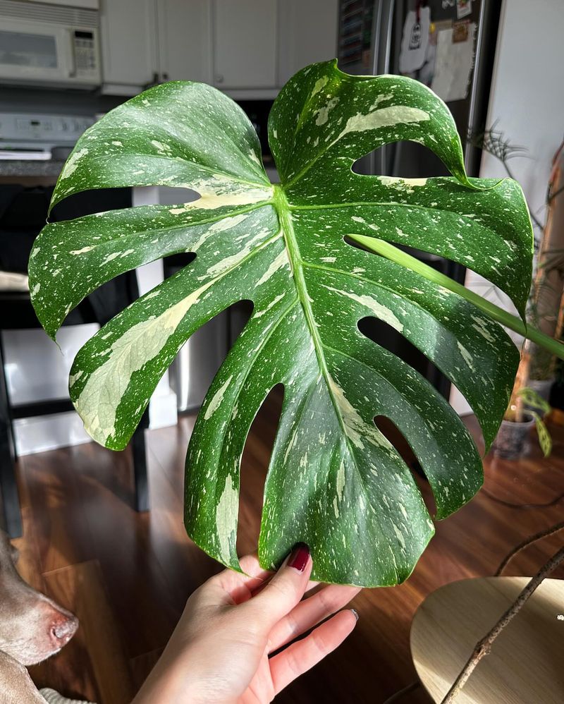 Thai Constellation Monstera