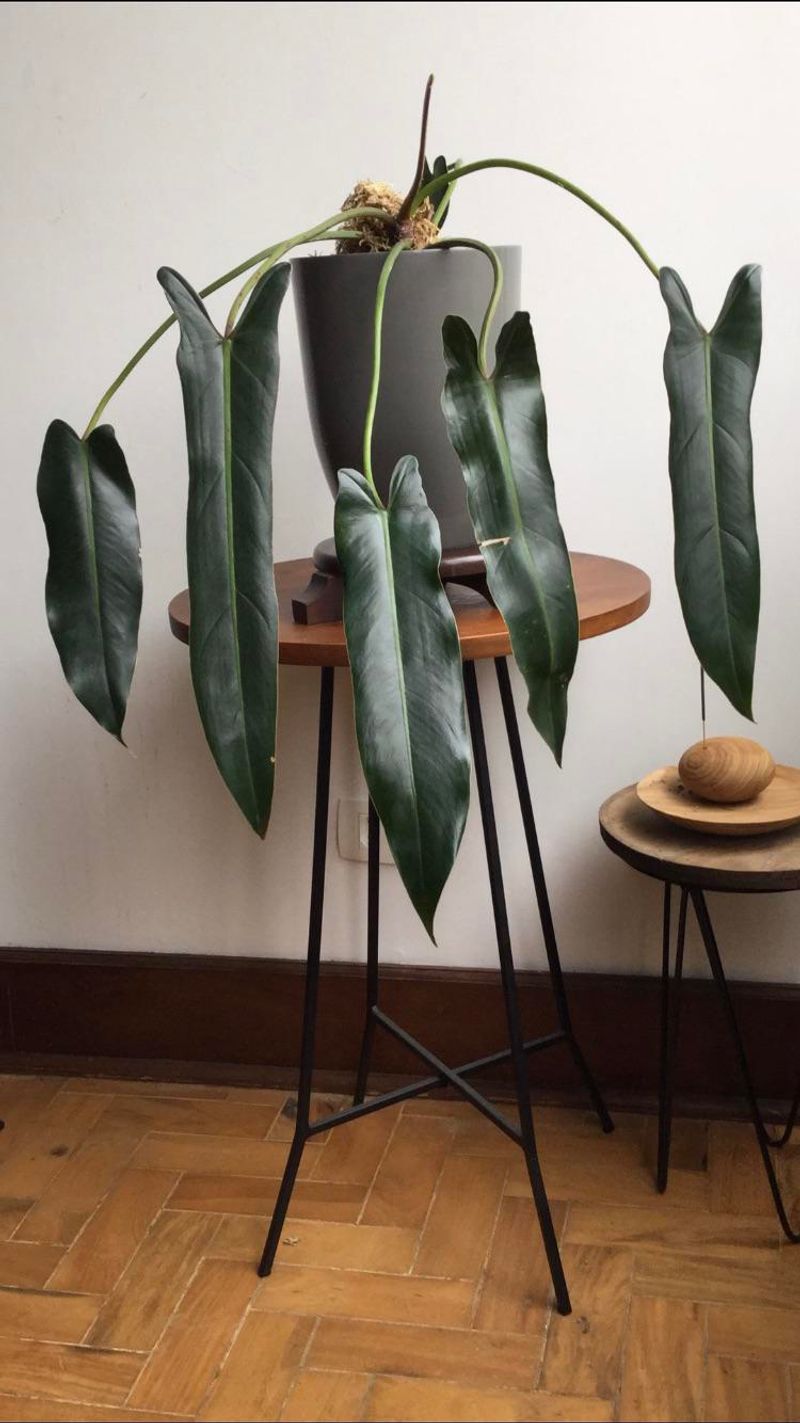 Philodendron Spiritus Sancti