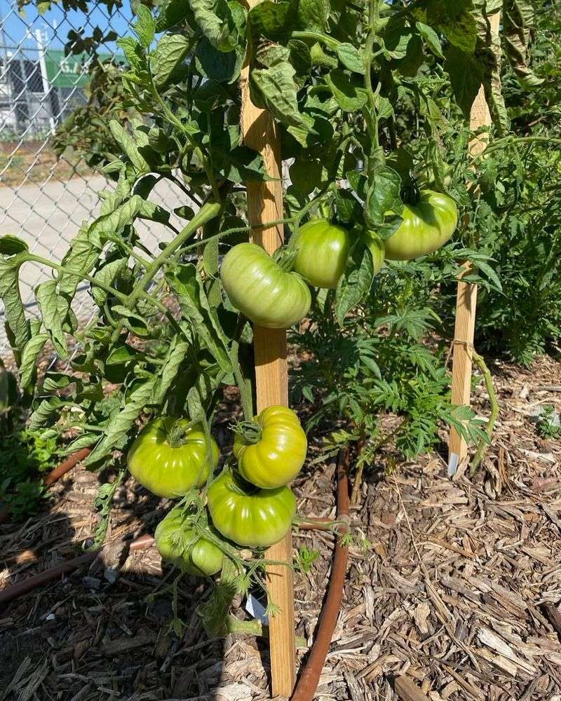 Excessive Nitrogen Fertilization Promotes Foliage Over Fruit