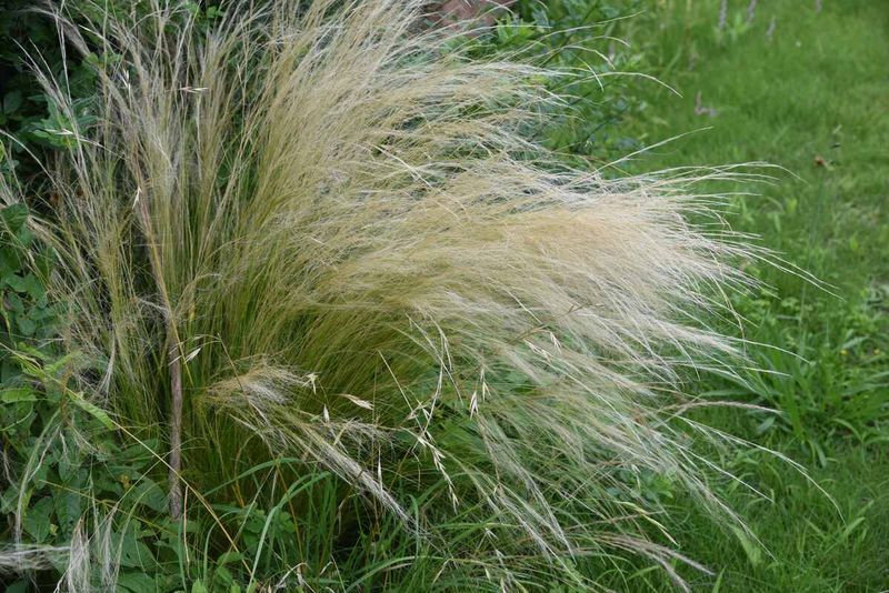 Ornamental Grasses