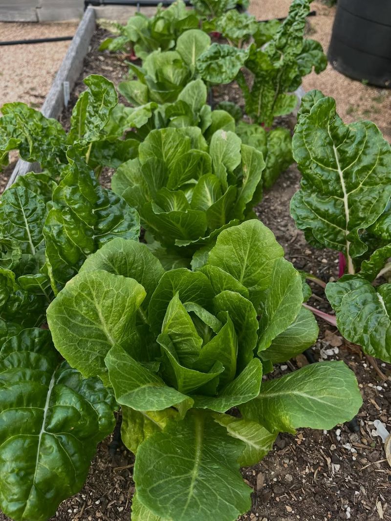 Plants With Leaves You Can Harvest Often